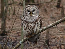 Image result for Sorghastrum fuscescens