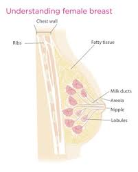 Breast cancer occurs when cells in the breast grow abnormally and form a tumour. Types Of Breast Cancer Breast Cancer Network Australia