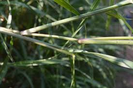 Image result for Cenchrus ciliaris