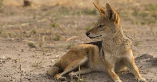 Blackbacked Jackal Jackal Animals Tattoo Inspiration