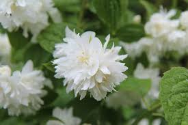 Maybe you would like to learn more about one of these? How To Care For Mock Orange Shrubs Happy Diy Home