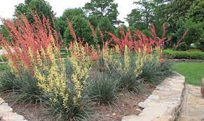 Yucca care instructions.lightthe yucca plant is one garden and houseplant which will be quite happy with as much sun as you can give it. Oklahoma Proven Top Plant Selections For 2020