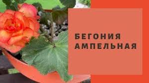 Hosted by the usgs core science analytics and synthesis. Alissum Vegetativnyj Snou Princess Uhod I Soderzhanie Spasibo Boris Borisov Klan Sibirskih Cvetochnic