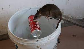 Seekor tikus kecil terjebak dalam perangkap. 4 Cara Menjebak Tikus Tangkap Semuanya Secara Masal Fumida