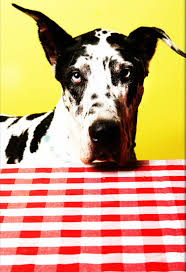 Black And Grey Spotted Dog Digital Downloads Dog Photo Great Dane Black And White Spotted Dog Funny Whimsical Dogs Red Checkered Dog Photos Black And White Dog Colorful Dog