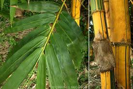 Image result for Bambusa vulgaris