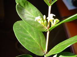 Image result for Pyrostria