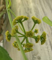 Image result for Menispermaceae