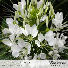 Image result for Cleome densifolia