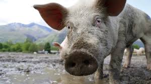 Virusul pestei porcine africane este rezistent si poate supravietui pana la 10 zile in fecalele animalelor infestate. PestÄ PorcinÄ AfricanÄ In Teleorman Mdi Tv