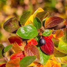 Image result for Cotoneaster