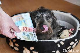 Für ein kind ist ein fünfzigjähriger schon ein senior, während viele mittfünfziger personen ab 70 für alt halten. Zamperlott In Neustadt Steigt Die Hundesteuer Onetz