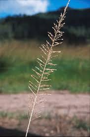 Image result for Sporobolus pyramidalis