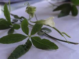Image result for Merremia quinquefolia