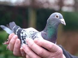 ادخل على جوجل وابحث عن موقع مصري لتفسير الأحلام. ØªÙØ³ÙØ± Ø­ÙÙ Ø±Ø¤ÙØ© Ø§ÙØ­ÙØ§Ù ÙÙ Ø§ÙÙÙØ§Ù ÙØ§Ø¨Ù Ø³ÙØ±ÙÙ ÙØ§ÙØ§ÙØ§Ù Ø§ÙØµØ§Ø¯Ù