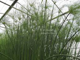 Image result for Cyperus papyrus