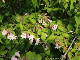 Image result for Kolkwitzia amabilis