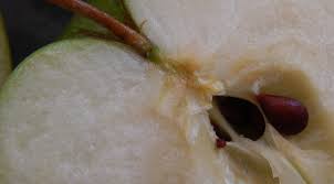Comment Faire Germer Un Pepin De Pomme