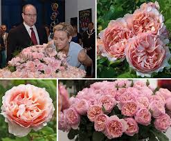 This hybrid tea rose has exceptionally fragrant blooms that are a fully double apricot color. Princesse Charlene De Monaco Trandafiri Frumosi Famous Roses