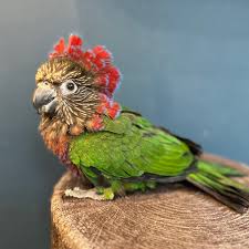 鳥のいるカフェ