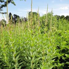 This week veronicastrum virginicum 'erika' stands out for me; Veronicastrum Virginicum