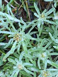 Image result for Gnaphalium