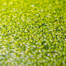 Image result for Wolffiella repanda