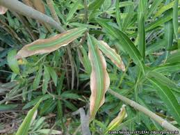 Image result for xylella fastidiosa oleander symptoms
