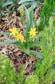 Image result for Hypoxis angustifolia