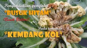 Kamu pasti sudah tidak asing mendengar pepatah itu. 99 Berhasil Pengendalian Penyakit Busuk Hitam Tanaman Kembang Kol Berita Pertanian Mitalom