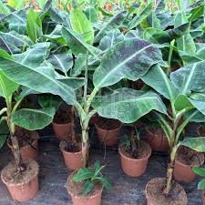 Image result for Musa Cavendish