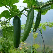 Cucumis Sativus Cucumber Cucumbers Garden Cucumber Garden Cucumbers Gherkin Gherkins Immature Cucumbers North Carolina Extension Gardener Plant Toolbox
