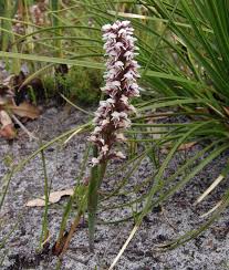 Image result for Rhipidoglossum ovale