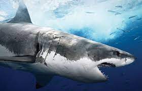 How do great white sharks have babies? 10 Facts You Didn T Know About Great White Sharks Passport Ocean