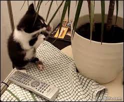 Oops Clumsy Kitten Falls Off Table More Funny Kitten Gifs Http Www Cat Gifs Com Funny Cute Cats Cat Gif Kittens Funny