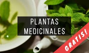 Impresos tradicional en español , gratis y en pdf. 35 Libros De Plantas Medicinales Gratis Pdf Infolibros Org