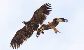 One has to set a character name or nickname in the game. White Tailed Eagles Dubbed Flying Barndoors Will Be Reintroduced In Norfolk Daily Mail Online