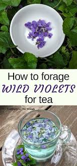 Foraging Violets And Brewing Tea Wild Food Foraging Foraging Recipes Herbs