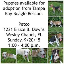 Search for dogs for adoption at shelters near tampa, fl. Looking For A Beagle Puppy You Ll Find Them Tomorrow Via Tampa Bay Beagle Rescue Inc Can You Even Resist These Little Ones Beagle Rescue Beagle Puppy Puppies