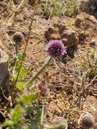 Image result for Sphaeranthus chandleri