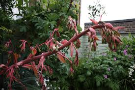 Image result for Beschorneria yuccoides