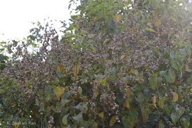 Image result for Gouania tiliifolia