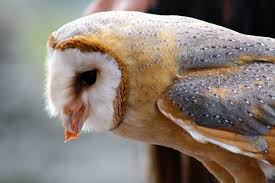 An owl's diet can be very diverse, due to their ability to adapt to locally abundant food sources. What Do Barn Owls Eat Barn Owls Diet