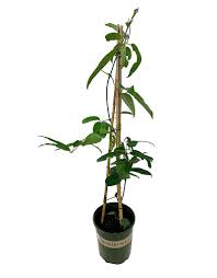 2 gallon clematis duchess of edinburgh. Clematis Armandii Snowdrift The Garden Corner