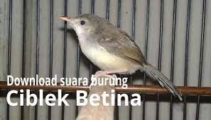 Harga burung prenjak gunung yang sudah ngriwik sekitar rp 200.000 sementara yang sudah full gacor bisa mencapai rp 500.000. Download Suara Burung Ciblek Betina Mp3 Suara Terapi