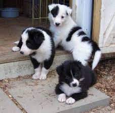 Pinterest Oceanstvr Livestock Guardian Dog Border Collie Puppies Collie Puppies