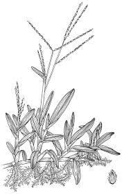 Image result for Axonopus