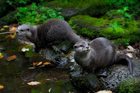 List with pictures & facts. Amazing Animal Alphabet Series 2