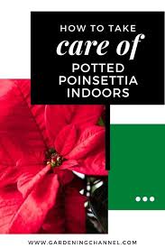 How do you care for a poinsettia after christmas? How Do You Take Care Of A Potted Poinsettia Indoors Gardening Channel