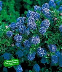 Baldur Garten Immergrune Sackelblume Blauer Ceanothus Blue Mound 1 Pflanze Kalifornischer Flieder Wint Ceanothus Blue Mound Garten Pflanzen Straucher Garten
